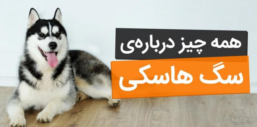 عکس سگ های شیتزو