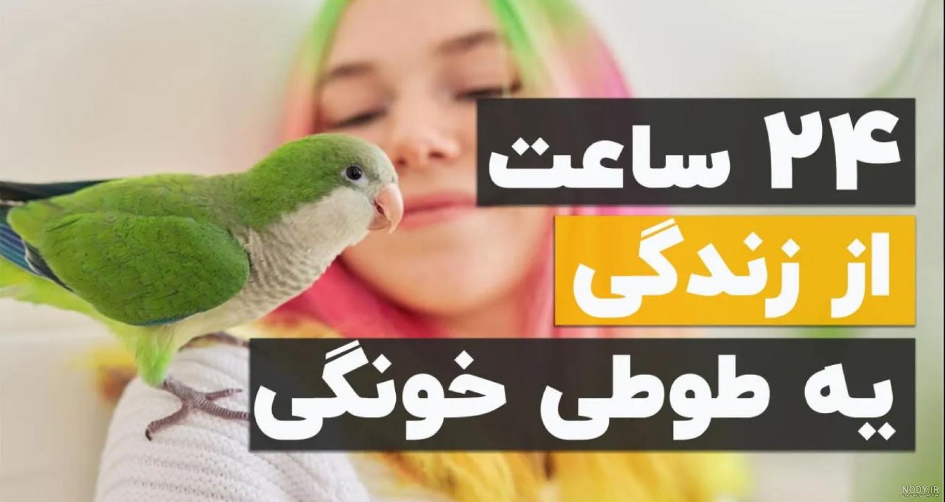 عکس سگ های پامرانین - عکس نودی