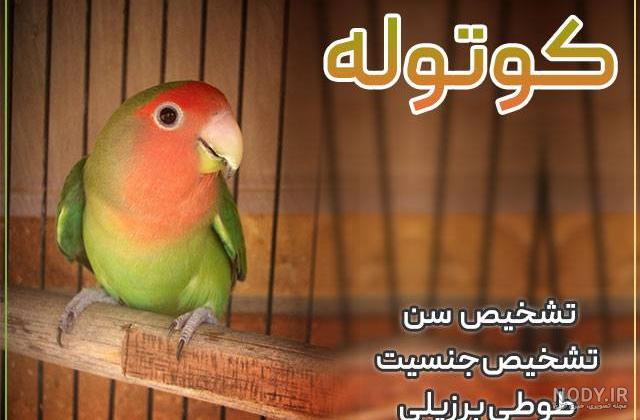عکس طوطی برزیلی یک ماهه