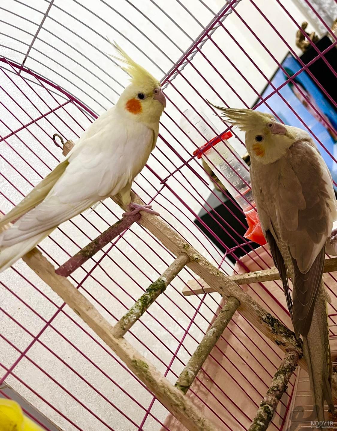 عکس طوطی طوسی