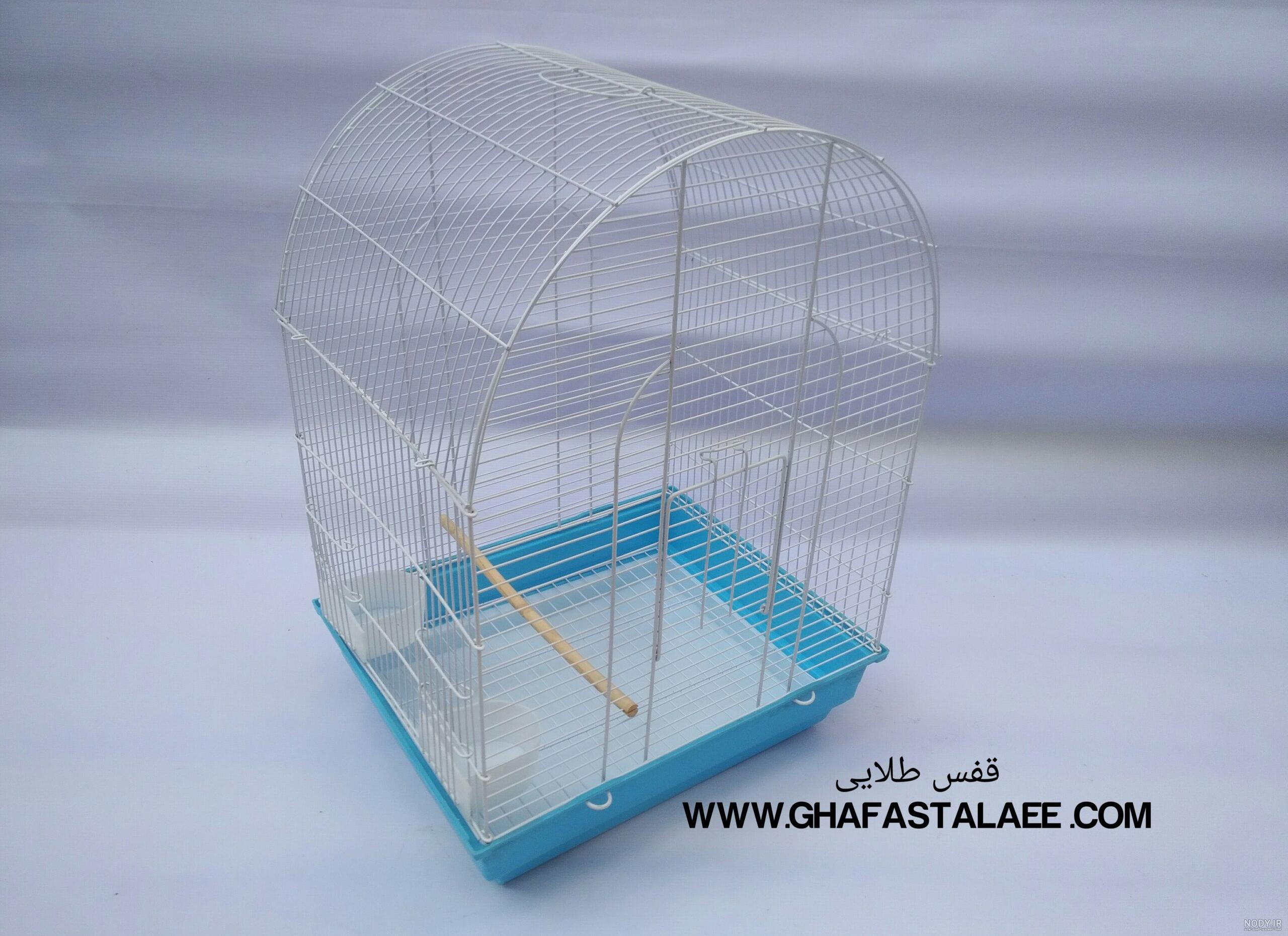 عکس طوطی قفسی