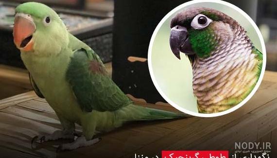 عکس طوطی گرینچیک نر