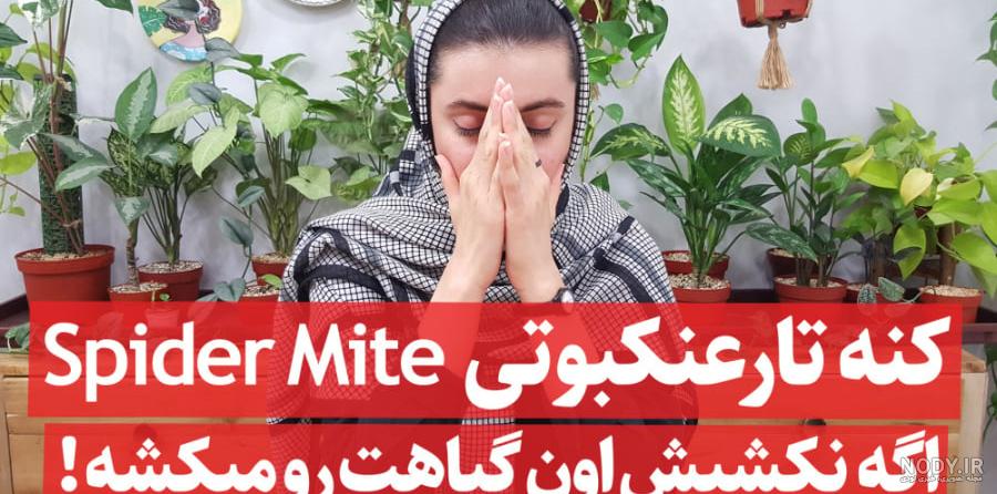 عکس عنکبوت کنه