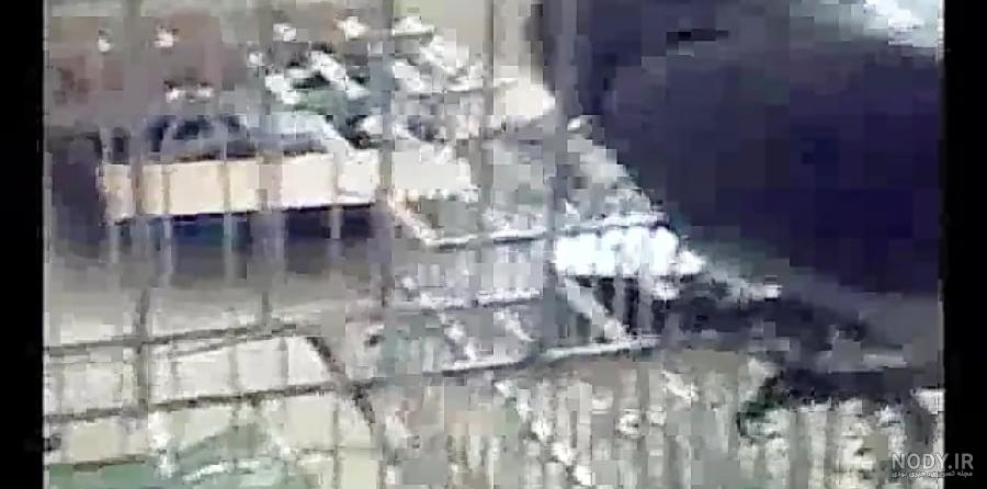 فروش جوجه طوطی سانان سخنگو کاسکو کاکاتو کاکادو ماکائو شاه طوطی ...