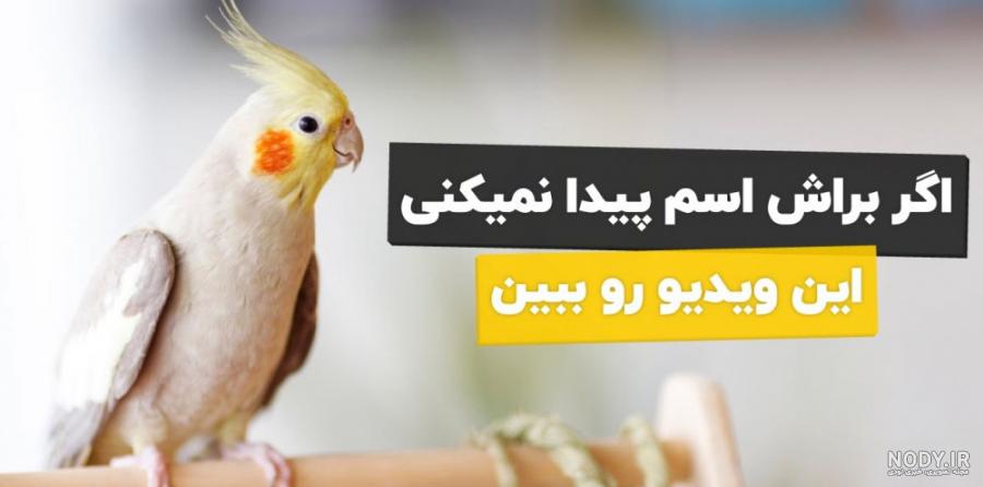 فروش طوطی ملنگو