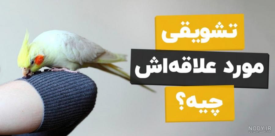 فروش کاسکو خرید کاسکو انتخاب کاسکو سخنگو