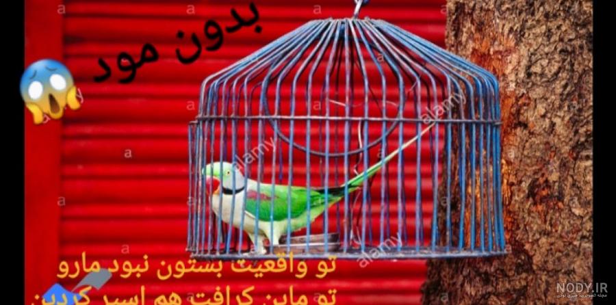 قفس طوطی هلندی و برزیلی|لوازم جانبی مربوط به حیوانات|کرمانشاه|دیوار