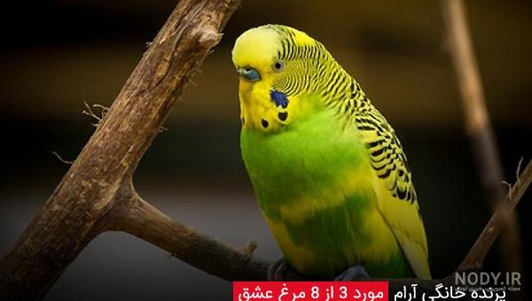 قیمت خرید طوطی نر ملنگو + عکس - آراد برندینگ