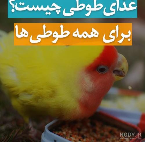 قیمت غذا و سرلاک عروس هلندی و مرغ عشق (21 آذر) قیمت غذا و سرلاک عروس هلندی و مرغ عشق (21 آذر)