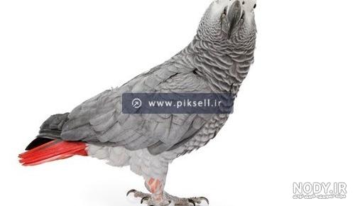قیمت کاسکو سخنگو چقدر می باشد؟ بررسی دقیق از انواع کاسکو (casco ...