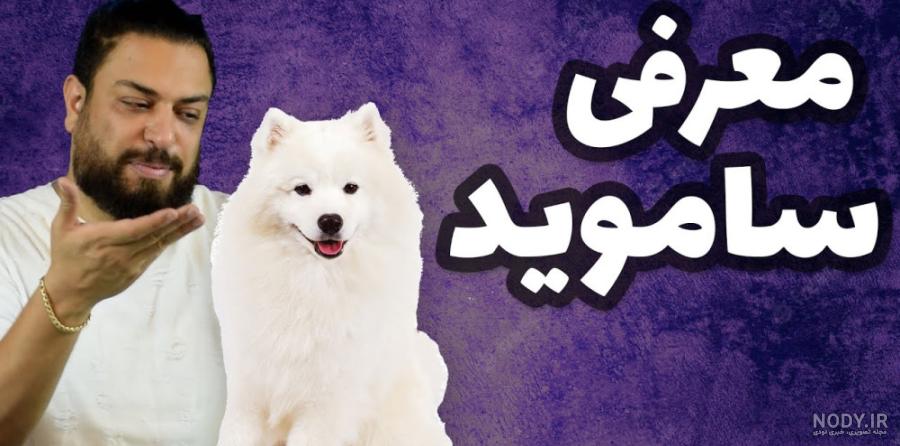 مراقبت سگ ساموید - حیوانات خانگی ایران | پت شاپ مراقبت سگ ساموید - حیوانات خانگی ایران | پت شاپ