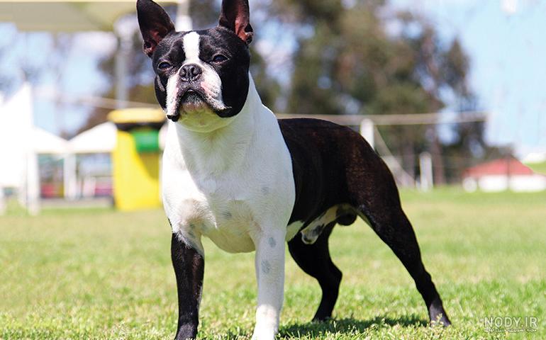 مشخصات کامل، قیمت و خرید نژاد سگ بوستون تریر (Boston Terrier) | پت ...