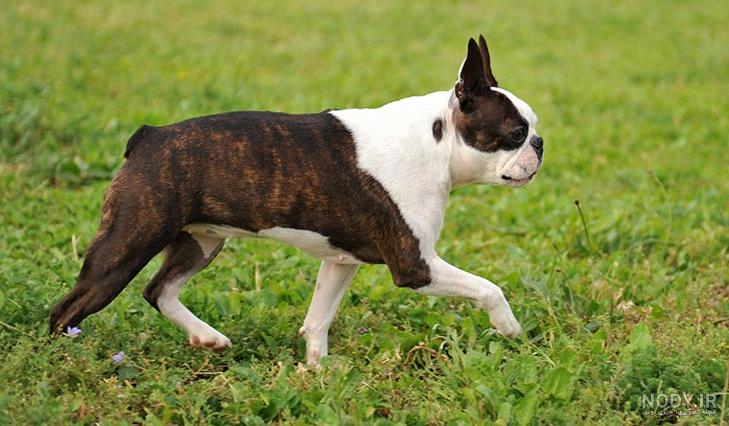 مشخصات کامل، قیمت و خرید نژاد سگ بوستون تریر (Boston Terrier) | پت ...