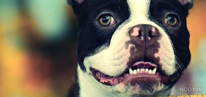 مشخصات کامل، قیمت و خرید نژاد سگ بوستون تریر (Boston Terrier) | پت ...