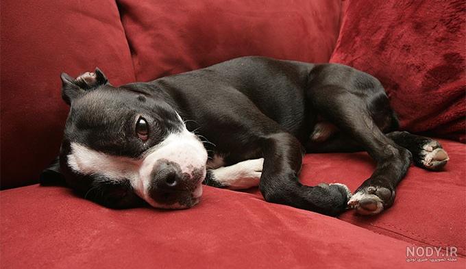 مشخصات کامل، قیمت و خرید نژاد سگ بوستون تریر (Boston Terrier) | پت ...