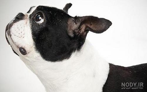 مشخصات کامل، قیمت و خرید نژاد سگ بوستون تریر (Boston Terrier) | پت ...