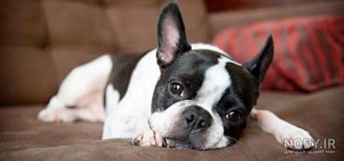 مشخصات کامل، قیمت و خرید نژاد سگ بوستون تریر (Boston Terrier) | پت ...