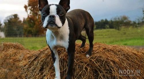 مشخصات کامل، قیمت و خرید نژاد سگ بوستون تریر (Boston Terrier) | پت ...