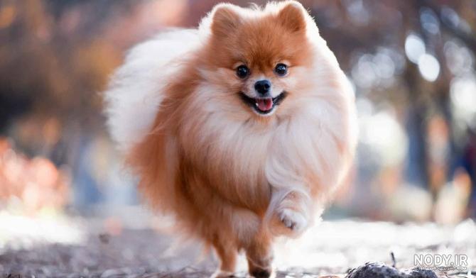 مشخصات کامل، قیمت و خرید نژاد سگ جاپانیز اشپیتز (Japanese Spitz ...