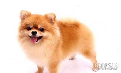 مشخصات کامل، قیمت و خرید نژاد سگ جاپانیز اشپیتز (Japanese Spitz ...