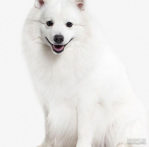 مشخصات کامل، قیمت و خرید نژاد سگ جاپانیز اشپیتز (Japanese Spitz ...