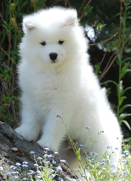 مشخصات کامل، قیمت و خرید نژاد سگ سامویید (Samoyed) | پت راید مشخصات کامل، قیمت و خرید نژاد سگ سامویید (Samoyed) | پت راید