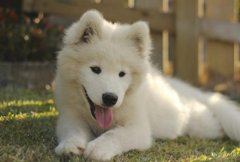 مشخصات کامل، قیمت و خرید نژاد سگ سامویید (Samoyed) | پت راید مشخصات کامل، قیمت و خرید نژاد سگ سامویید (Samoyed) | پت راید