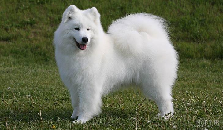مشخصات کامل، قیمت و خرید نژاد سگ سامویید (Samoyed) | پت راید مشخصات کامل، قیمت و خرید نژاد سگ سامویید (Samoyed) | پت راید