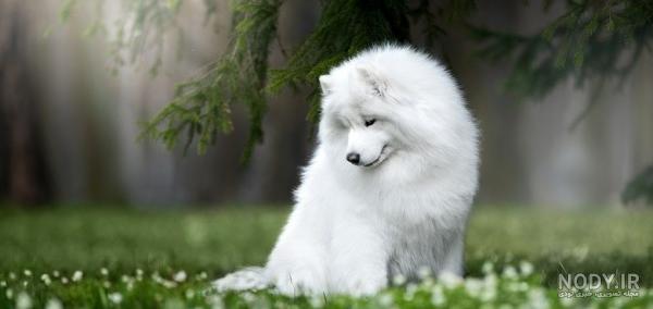 مشخصات کامل، قیمت و خرید نژاد سگ سامویید (Samoyed) | پت راید مشخصات کامل، قیمت و خرید نژاد سگ سامویید (Samoyed) | پت راید