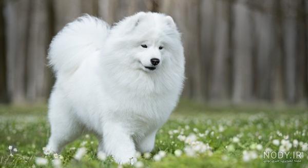 مشخصات کامل، قیمت و خرید نژاد سگ سامویید (Samoyed) | پت راید مشخصات کامل، قیمت و خرید نژاد سگ سامویید (Samoyed) | پت راید