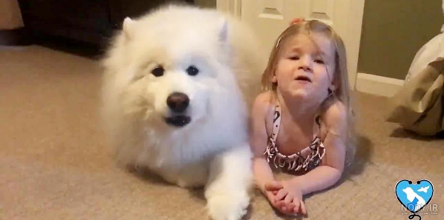 مشخصات کامل، قیمت و خرید نژاد سگ سامویید (Samoyed) | پت راید مشخصات کامل، قیمت و خرید نژاد سگ سامویید (Samoyed) | پت راید