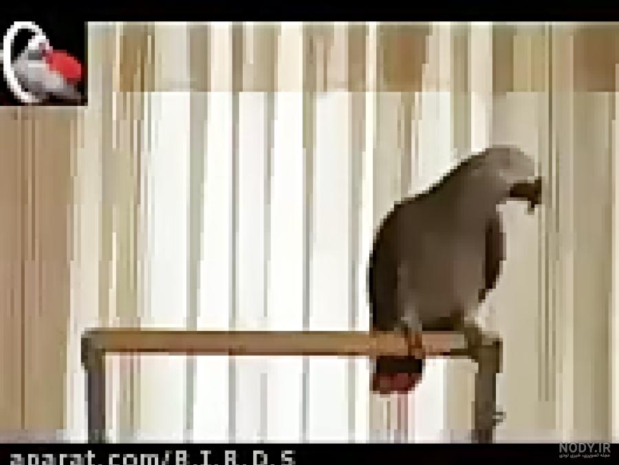 مشخصات کامل، قیمت و خرید نژاد سگ سامویید (Samoyed) | پت راید مشخصات کامل، قیمت و خرید نژاد سگ سامویید (Samoyed) | پت راید