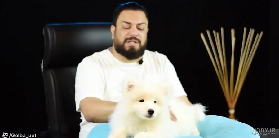معرفی تخصصی و کامل نژاد سامویید | Samoyed - خرید سامویید | پت سانی معرفی تخصصی و کامل نژاد سامویید | Samoyed - خرید سامویید | پت سانی