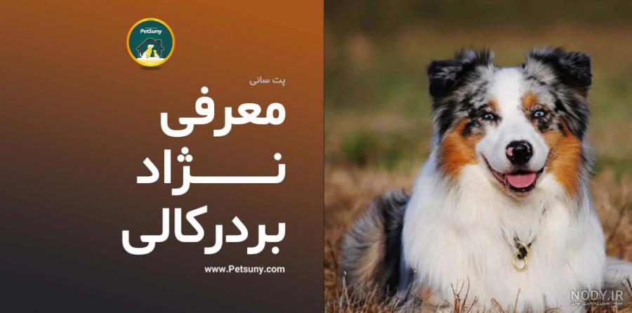 معرفی تخصصی و کامل نژاد سامویید | Samoyed - خرید سامویید | پت سانی معرفی تخصصی و کامل نژاد سامویید | Samoyed - خرید سامویید | پت سانی