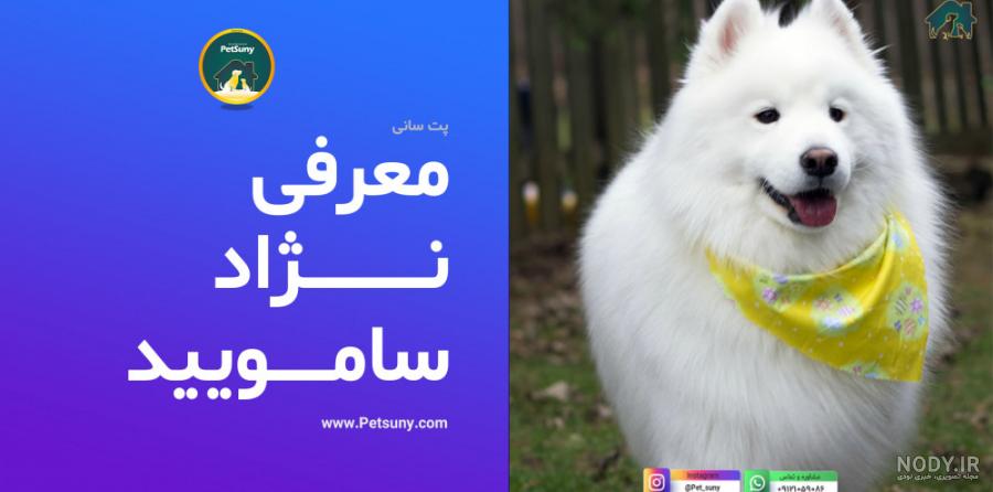 معرفی سگ سامویید | زیباترین سگ سفید رنگ معرفی سگ سامویید | زیباترین سگ سفید رنگ