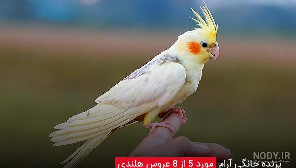 معرفی 10 طوطی سخنگو و محبوب خانگی در ایران و جهان + عکس - پت پُرس