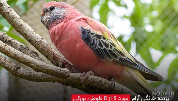 معرفی 10 طوطی سخنگو و محبوب خانگی در ایران و جهان + عکس - پت پُرس