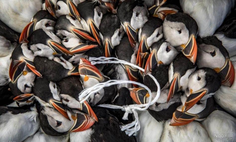 پوفين شاخدار (Tufted Puffin )