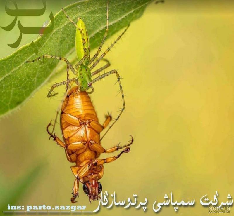 کباب عنکبوت و شکلات مورچه !؟/تصاویر