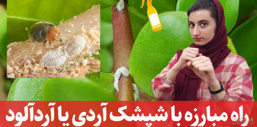 کنه تار عنکبوتی یا کنه قرمز (Spider mite) و روش از بین بردن این ...