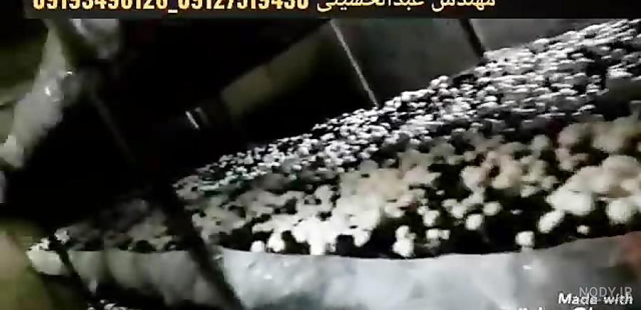 کنه تار عنکبوتی یا کنه قرمز (Spider mite) و روش از بین بردن این ...
