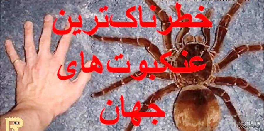 ۱۰ تا از عجیب‌ترین عنکبوت های دنیا! | عجیب‌ترین
