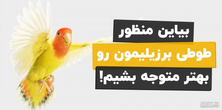 این 5 ترفند خفن و ساده رو خودت به طوطی ات یاد بده!