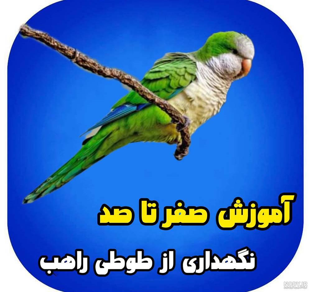 با طوطی راهب یا طوطی کواکر سخنگو آشنا بشین! - پت پرس