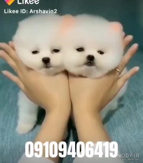 بچه ها سگ جیبی فنجونی ۴۸ملیون😶‍🌫️😑🤥+عکس | تبادل نظر نی نی سایت