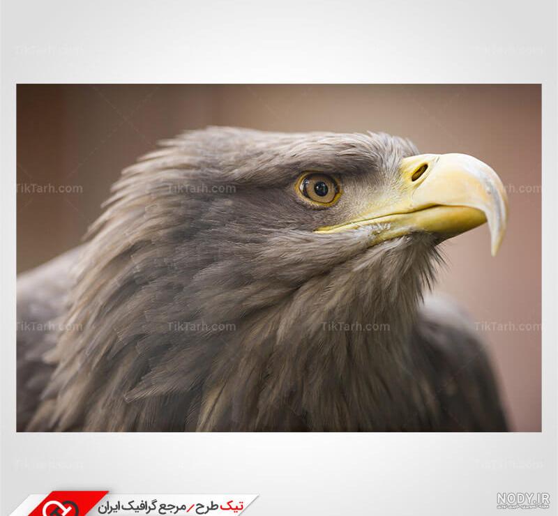 تصویر گرافیکی عقاب
