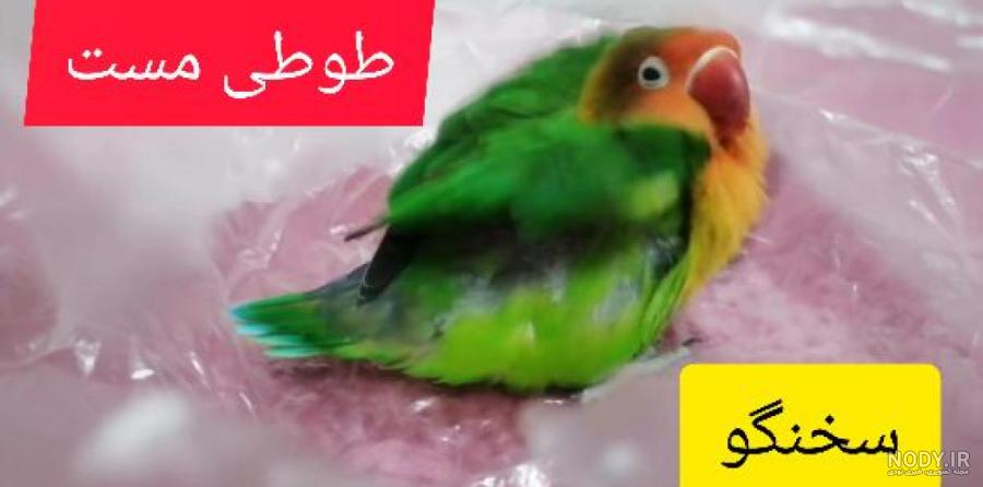 راهنمای کاربردی تشخیص جنسیت طوطی گرینچیک - پت پرس