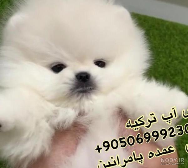 سگ فنجونی بامزه - بامزه ترین ها - تماشا سگ فنجونی بامزه - بامزه ترین ها - تماشا