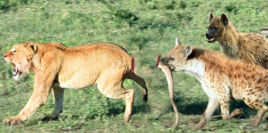طنز اما از نوع شرک😂👌 - تستچی