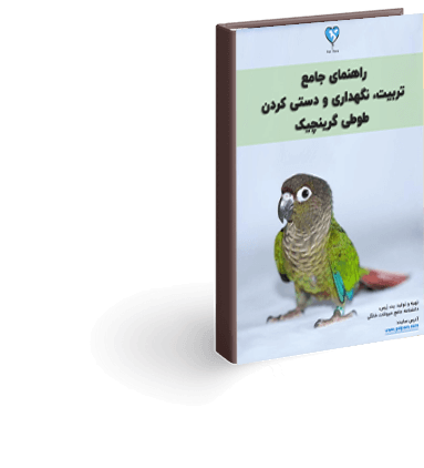 طوطی گرینچیک (طول عمر، تغذیه و سبک زندگی) - فارسی پت